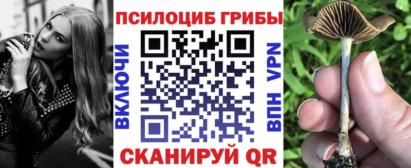 Галлюциногенные грибы Psilocybine cubensis  где найти   Тогучин 